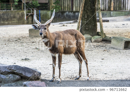Tobu Zoological Park Sitatunga 96711662