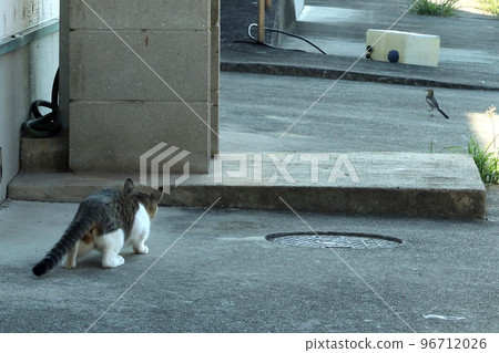 一隻年輕的貓捉昆蟲,瞄準快樂的白鶺鴒 一隻年輕的貓捉昆蟲,瞄準快樂的白鶺鴒 96712026