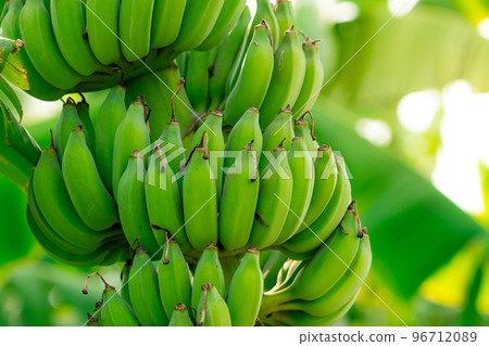 Closeup bunch of raw green cultivated bananas in the banana garden. Cultivated banana plantation. Tropical fruit farm. Herbal plant for treating diarrhea and gastritis. Agriculture farm. Organic food. 96712089