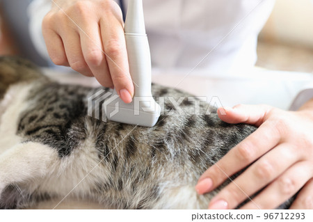 Close-up of female veterinarian checking health of cat with ultrasound. 96712293