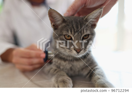 Veterinarian examines cat in veterinary clinic with stethoscope. Veterinarian examines cat in veterinary clinic with stethoscope. 96712294