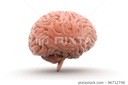 3d rendered human brain in white background 96712746
