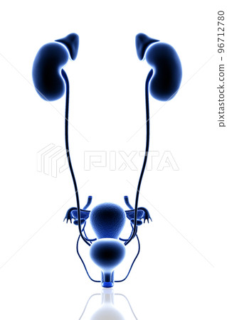 3d rendered Digital illustration of Female Urinary System in white background 96712780