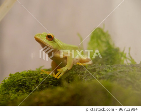Frog Umino-Mori Aquarium 96712984
