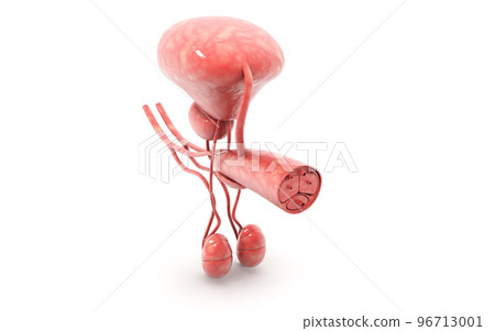 3d rendered penis isolated on white background 96713001