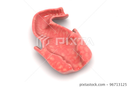 3d rendered Human rectum isolated on white background 96713125