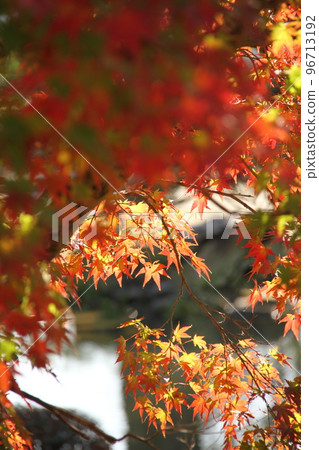秋葉和日本的秋天（Momiji） 96713192