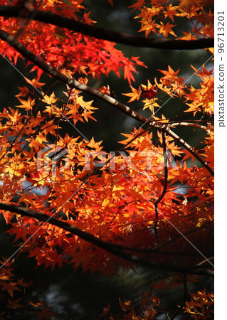 秋葉和日本的秋天（Momiji） 96713201