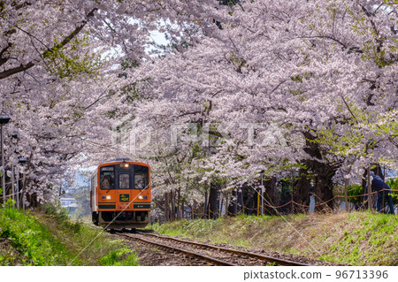 Ashino Park Tsugaru Railway and Sakura Tunnel Ashino Park Tsugaru Railway and Sakura Tunnel 96713396