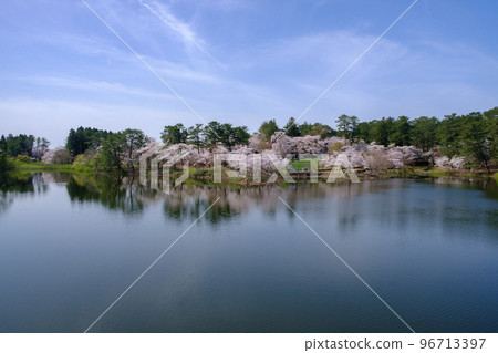 在Ashino公園的櫻花 在Ashino公園的櫻花 96713397