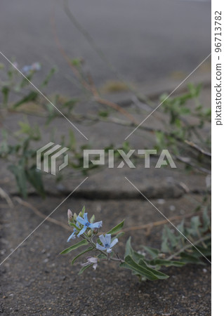 Oxypetalum (Blue Star) 在海岸附近盛開 Oxypetalum (Blue Star) 在海岸附近盛開 96713782