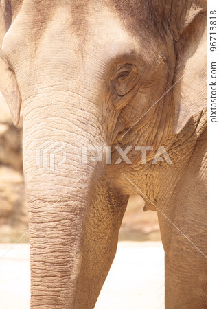 大象特寫 大象特寫 96713818