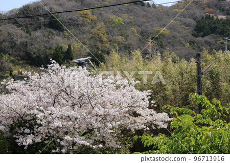 盛開的櫻花盛開的櫻花日本花櫻花的形象 盛開的櫻花盛開的櫻花日本花櫻花的形象 96713916