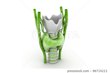 3d rendered Endocrine parathyroid gland on a white background 3d rendered Endocrine parathyroid gland on a white background 96714221