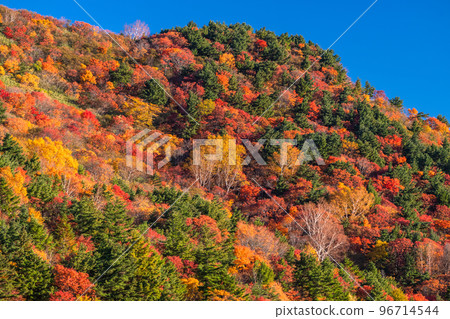 “福島縣”天狗庭園的紅葉 / 萬代東天際線“紅葉盛期” 96714544