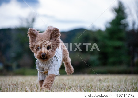 running dog toy poodle 96714772