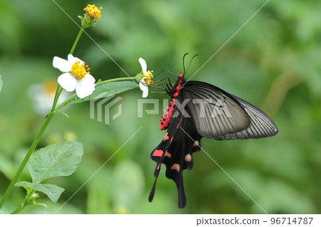Creature, insect, musk swallowtail, a subspecies of the Yaeyama Islands. Bright red torso stands out Creature, insect, musk swallowtail, a subspecies of the Yaeyama Islands. Bright red torso stands out 96714787