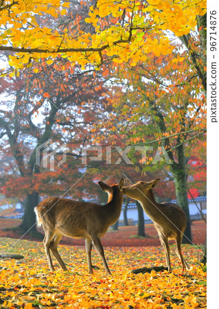 [Nara Prefecture] Autumn leaves and deer in Nara Park 96714876