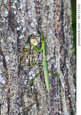 Mantis Mantis 96715102