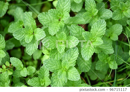 late autumn apple mint late autumn apple mint 96715117