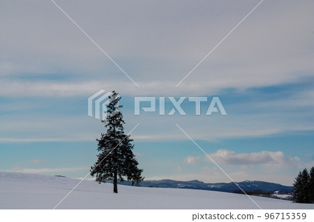 Winter grove standing on hill 96715359