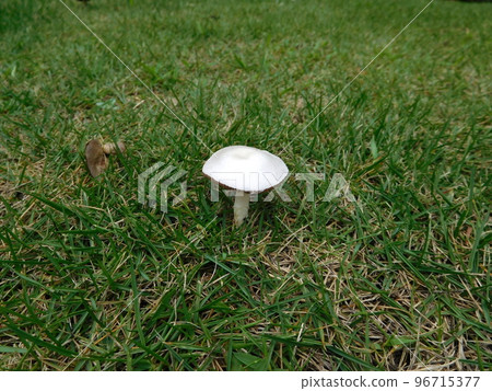 白蘑菇 白蘑菇 96715377