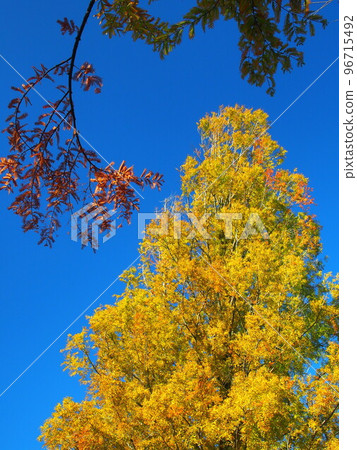 Metasequoia with yellow leaves and blue sky 96715492