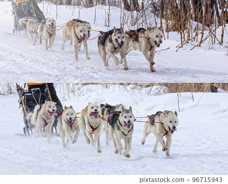 sled dogs race on snow in winter on Kamchatka Peninsula sled dogs race on snow in winter on Kamchatka Peninsula 96715943
