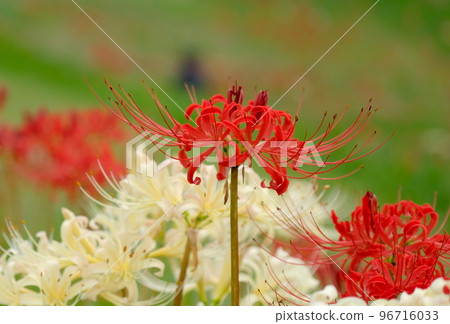 red and white spider lily 96716033