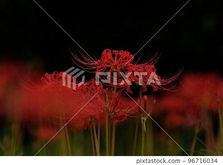 Bright red flowers 96716034
