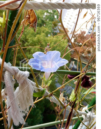 morning glory blooming in autumn 96716369