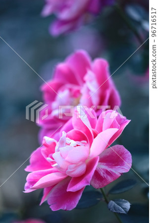 花的女王 花的女王 96716517