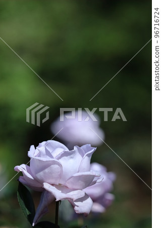 花的女王 96716724