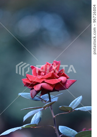 花的女王 96716804