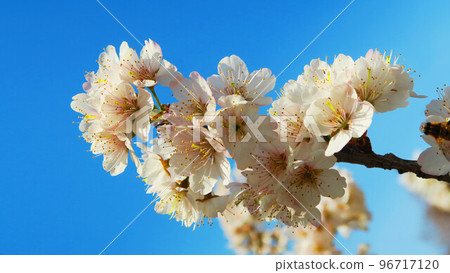 Landscape with cherry blossoms in spring Landscape with cherry blossoms in spring 96717120