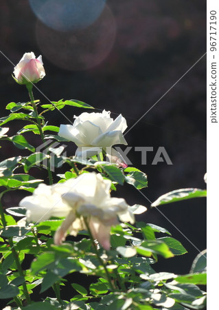 花的女王 花的女王 96717190