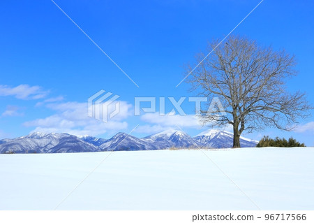 站在雪原和淺間山上的核桃樹 96717566