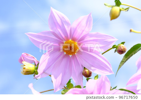 A large emperor dahlia flower against the blue sky 96717650