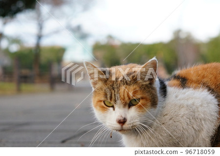 peace and cat peace and cat 96718059