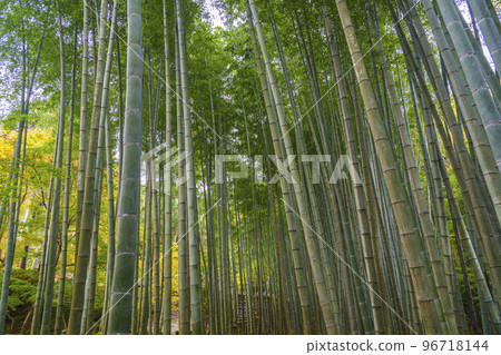 Enkoji Temple Okyo Bamboo Grove Enkoji Temple Okyo Bamboo Grove 96718144
