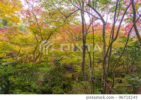 Magnificent Autumn Foliage at Enkoji Temple Jugyu no Niwa (Ichijoji, Sakyo Ward, Kyoto City) 96718145