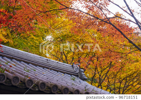 圓光寺美妙的秋葉和鍾樓（京都市左京區一乘寺） 96718151