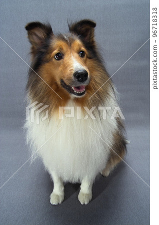 寵物, 狗, 可愛的狗, 灰色背景, 設得蘭群島牧羊犬, 一, 斷耳, 棕色, 白頭髮 96718318