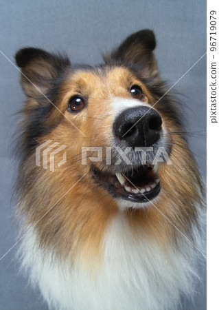 寵物, 狗, 可愛的狗, 灰色背景, 設得蘭群島牧羊犬, 一, 斷耳, 棕色, 白頭髮 96719079