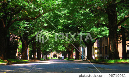 東京大學校園內的各種風景（東京都文京區本鄉） 96719081