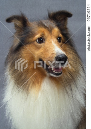 pet, dog, cute dog, gray background, shetland sheepdog, one, broken ear, brown, white hair 96719224
