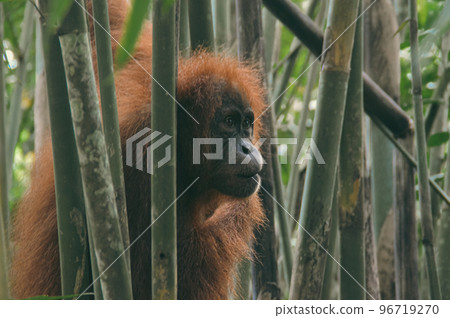 A juvenile sumatran orangutan or Pongo abelii among the bamboo trees in Mount Leuser National Park Bukit Lawang, Indonesia A juvenile sumatran orangutan or Pongo abelii among the bamboo trees in Mount Leuser National Park Bukit Lawang, Indonesia 96719270