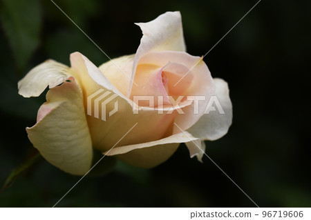 [長野縣中野市]一本木公園的玫瑰柴可夫斯基 96719606