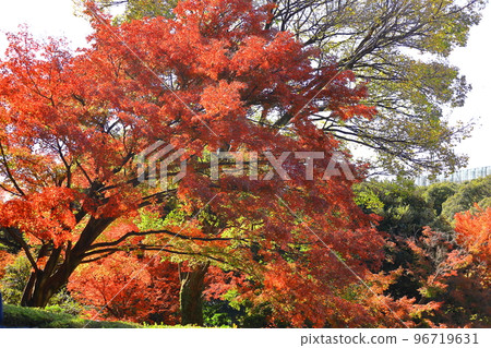 燃燒的秋天 96719631