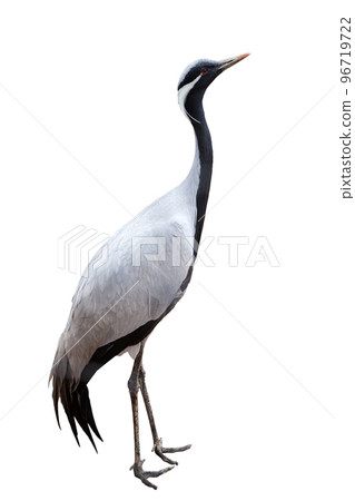 Side view full-length image of grey crane, bird isolated over white background 96719722